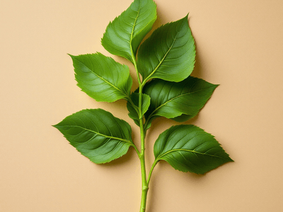Indian Sorrel Leaves